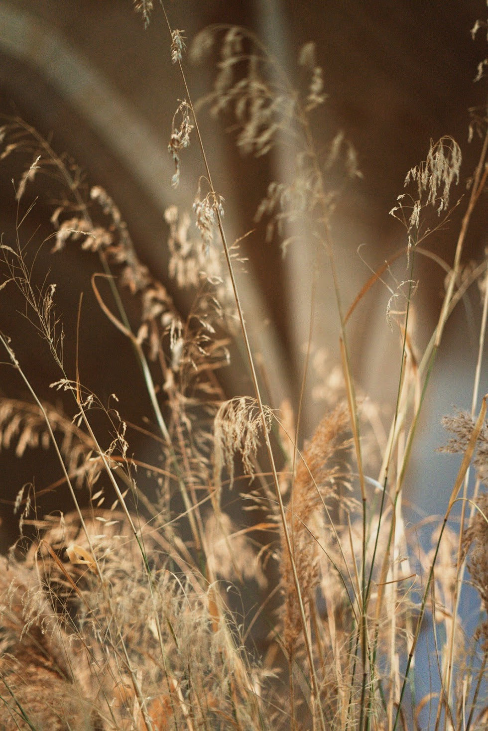 6 DE MARZO: RAMO CON FLORES SECAS Y PRESERVADAS (viernes)