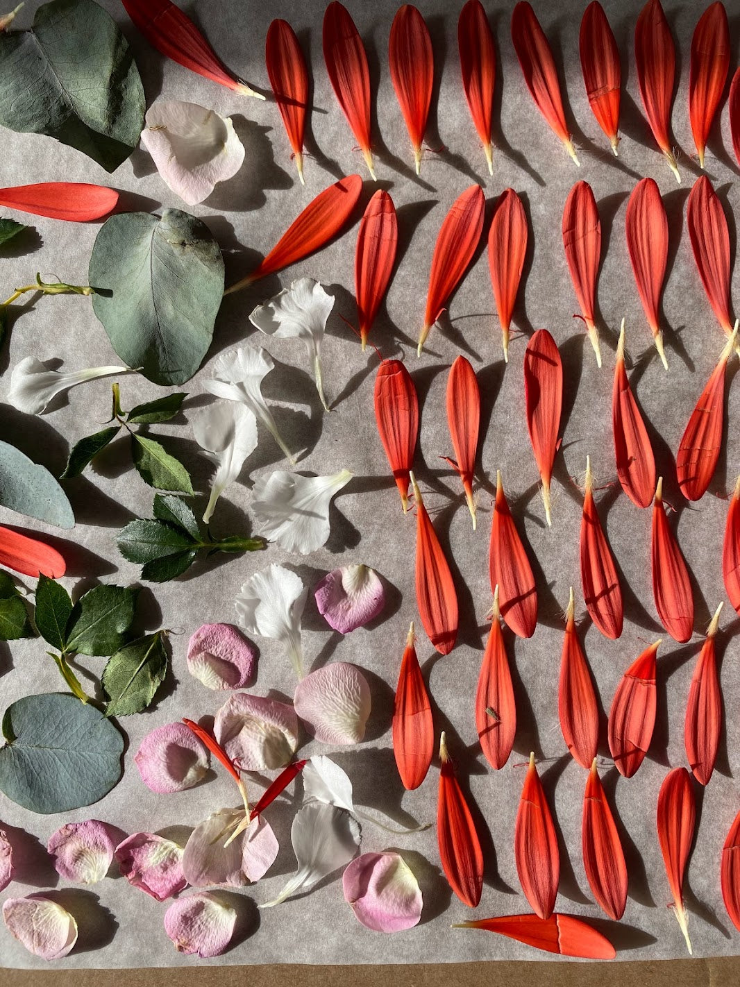 11 DE ABRIL: CREA TU CUADRO CON LAS FLORES PRENSADAS (sábado)