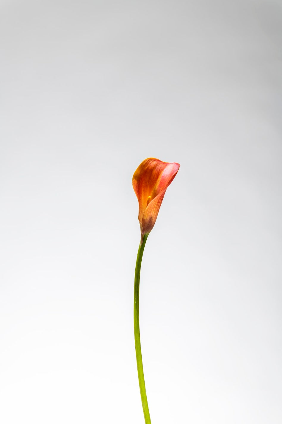 9 DE MAYO: JARRÓN SILVESTRE CON FLORES FRESCAS (sábado)