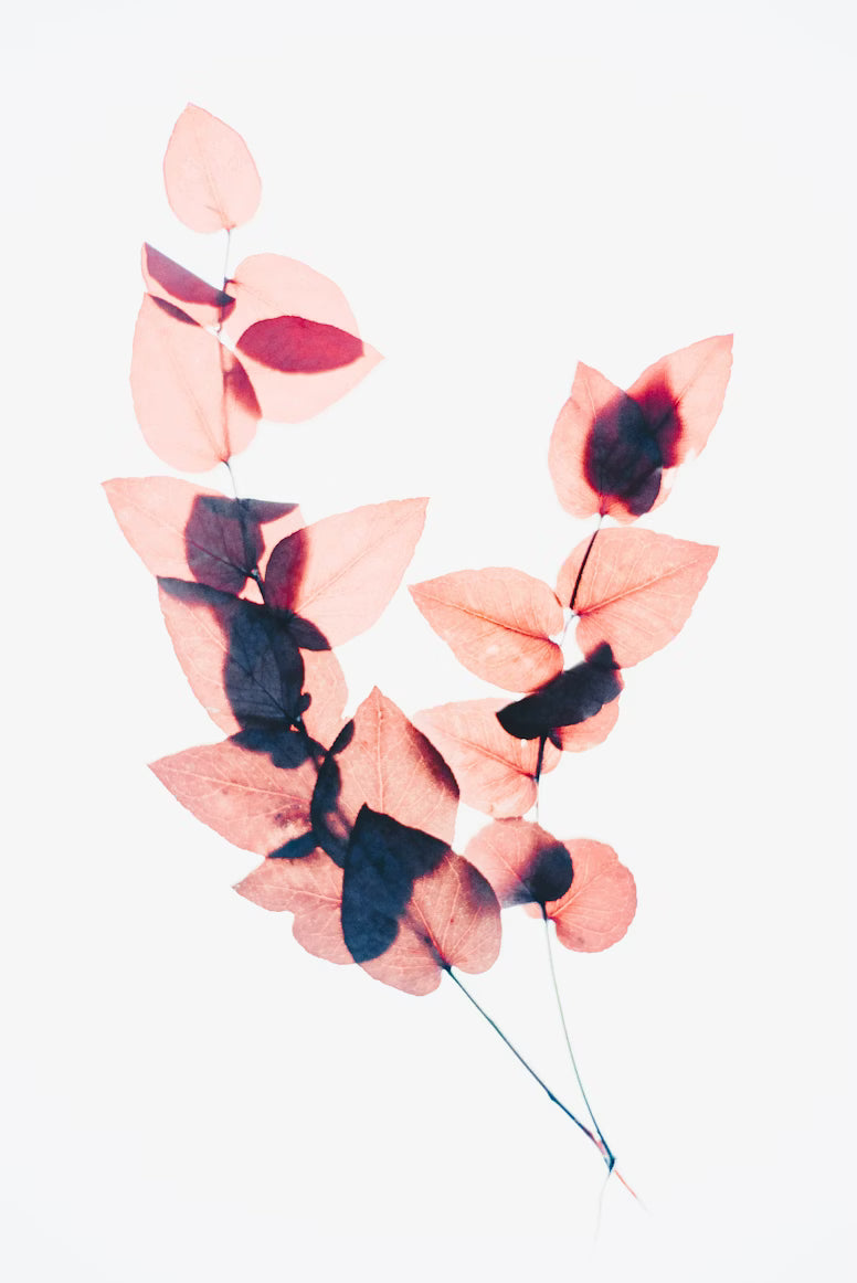 11 DE ABRIL: CREA TU CUADRO CON LAS FLORES PRENSADAS (sábado)