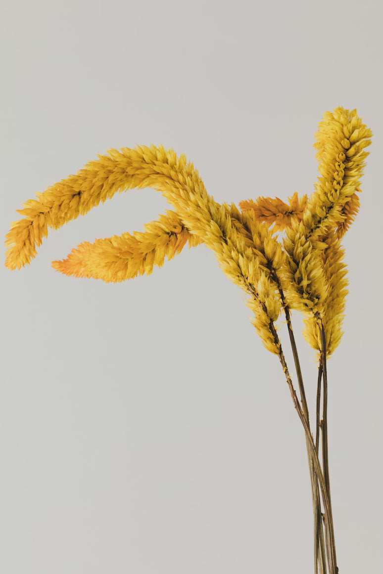 6 DE MARZO: RAMO CON FLORES SECAS Y PRESERVADAS (viernes)